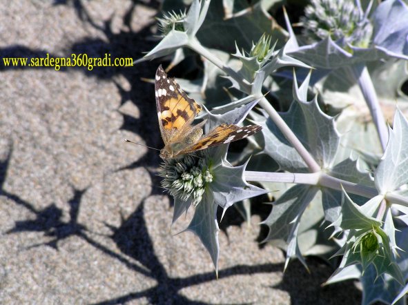 Il banchetto delle fate - Eryngium maritimum